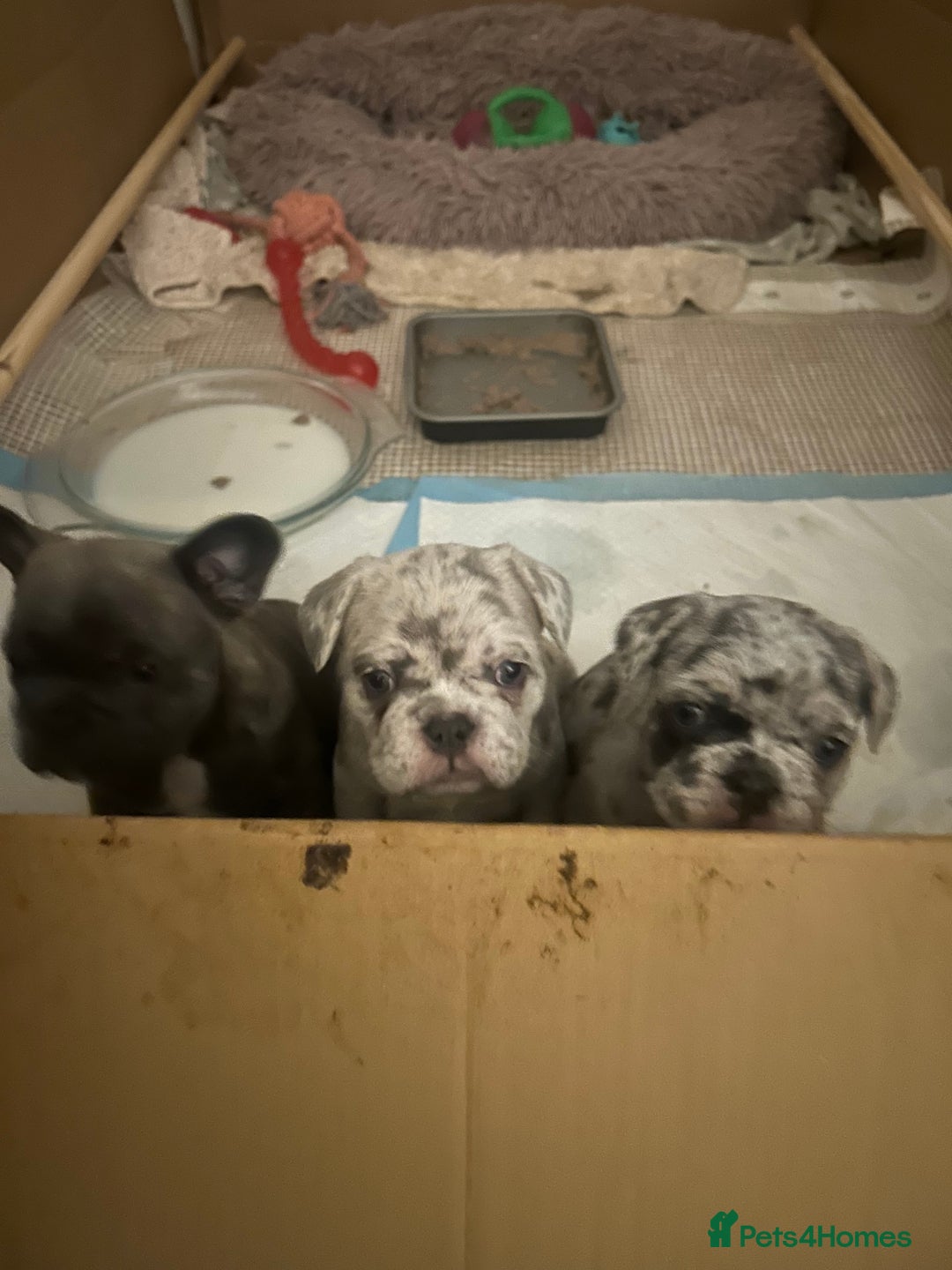 French Bulldog dogs for sale: 3 stunning merle female frenchies  - Advert 3