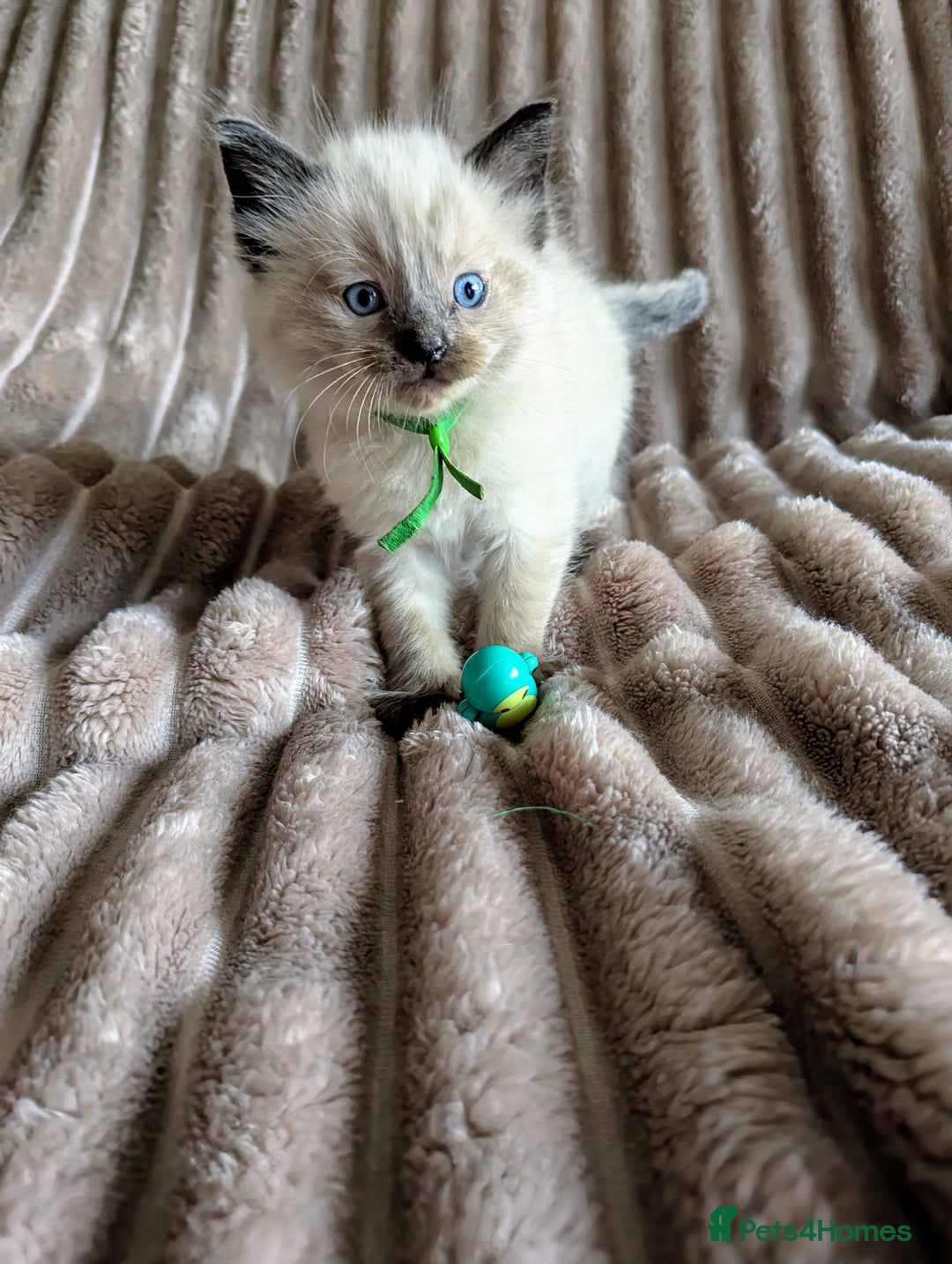 Ragdoll cats for sale: One seal Mink ragdoll remaining  - Advert 5