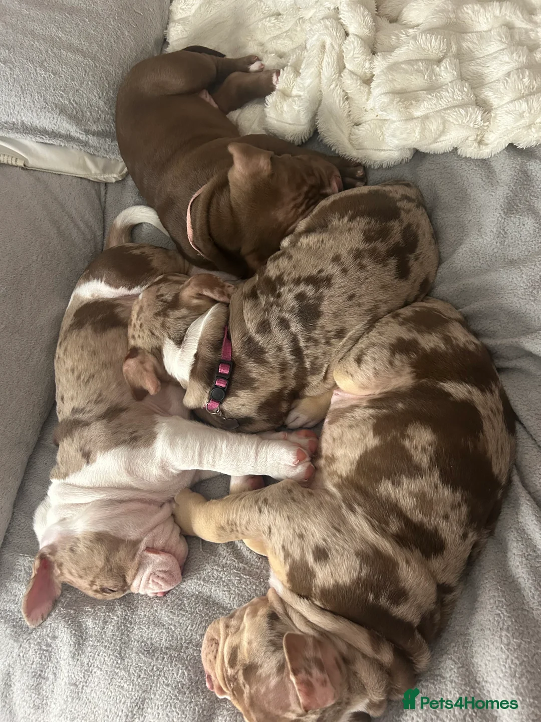 Mixed Breed dogs for sale: 4 girl pocket bully’s ready to go  - Advert 24