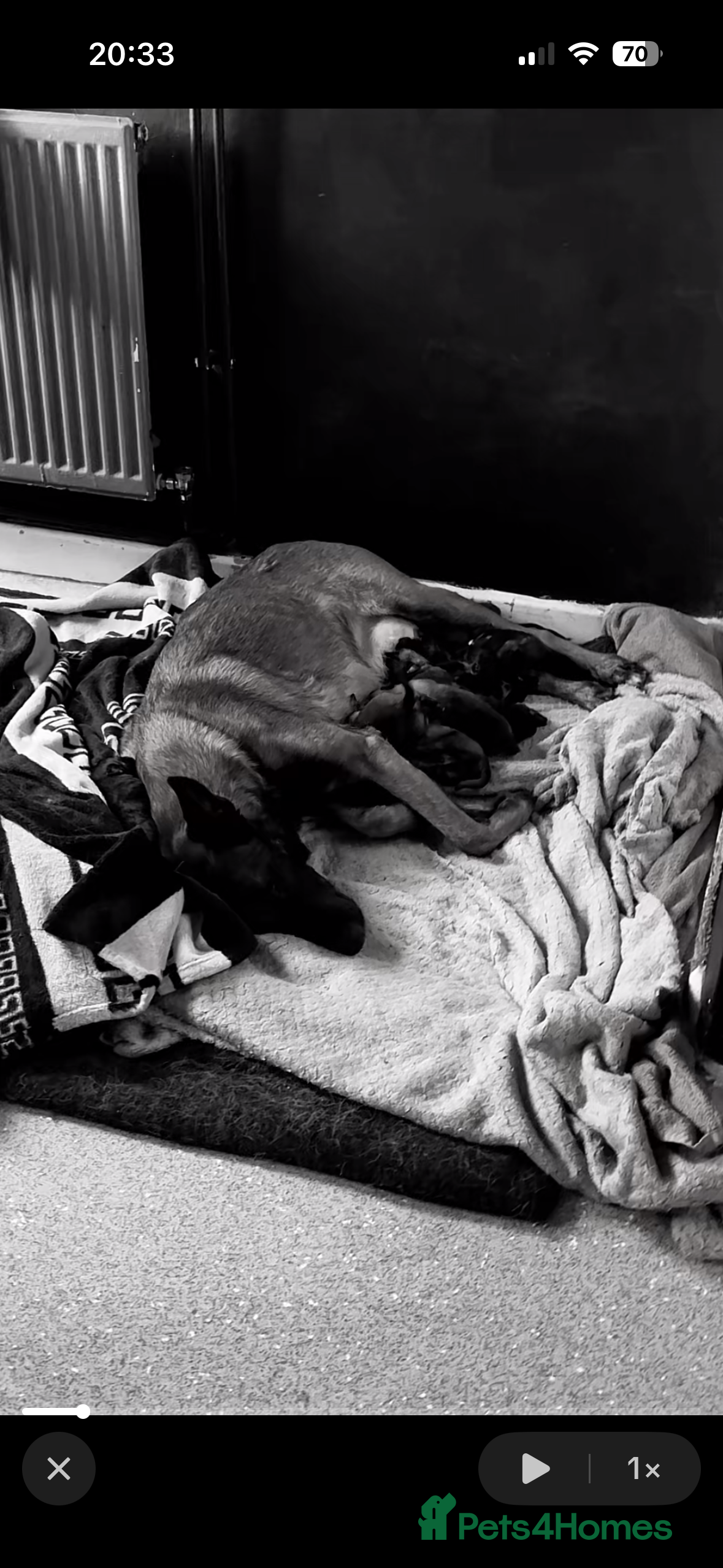 Belgian Shepherd Dog dogs Belgian shepherd pups - Advert 2