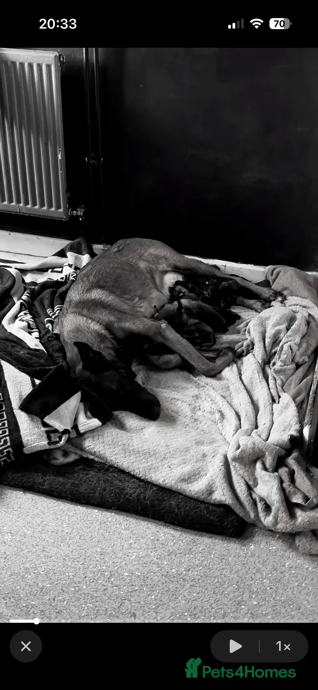 Belgian Shepherd Dog dogs for sale: Belgian shepherd pups - Advert 1