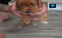 Cocker Spaniel dogs for sale: Cocker Spaniel pups - Image 4