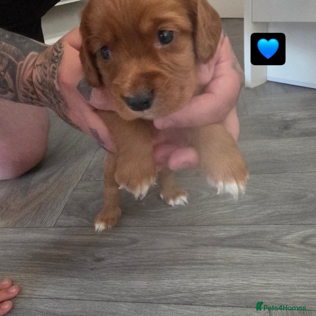 Cocker Spaniel dogs for sale: Cocker Spaniel pups - Image 4