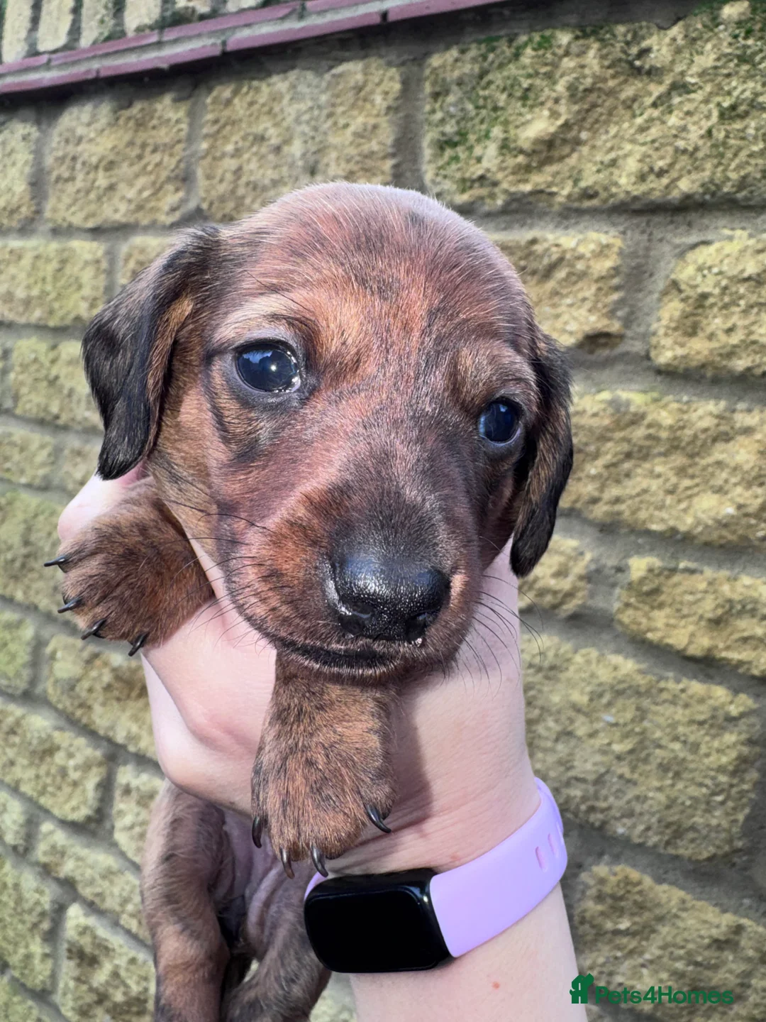 Miniature Dachshund dogs for sale: Gorgeous girls Mini Dachshund  - Advert 20