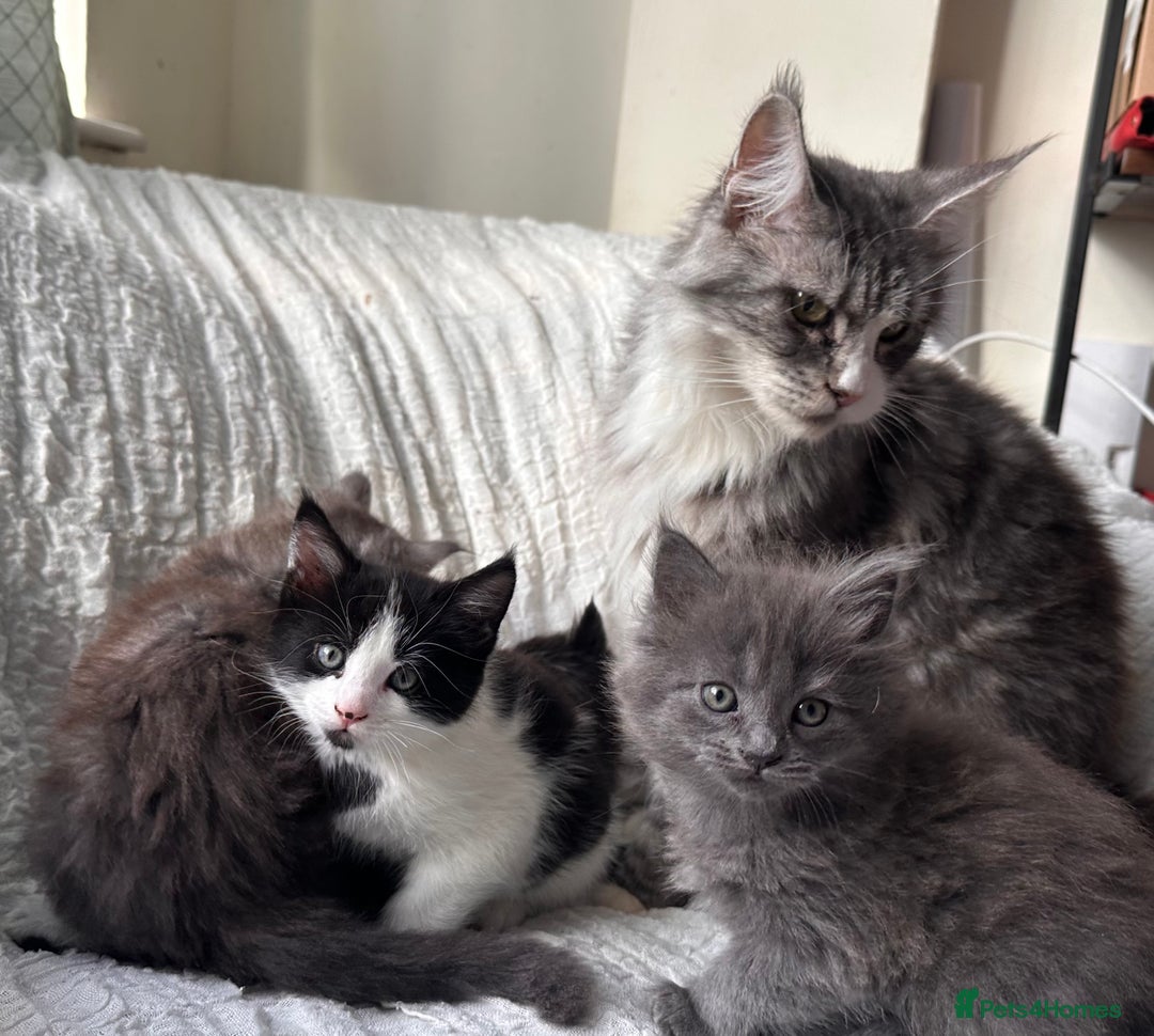 Maine Coon cats for sale: GORGEOUS MAINE COON KITTENS - Image 35