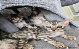 Bengal cats for sale: 2 stunning unique snow bengal kittens left  - Image 4