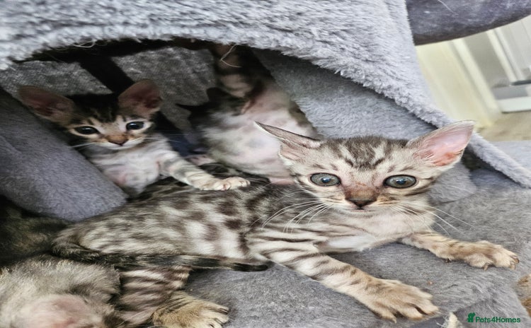 Bengal cats - Advert 1