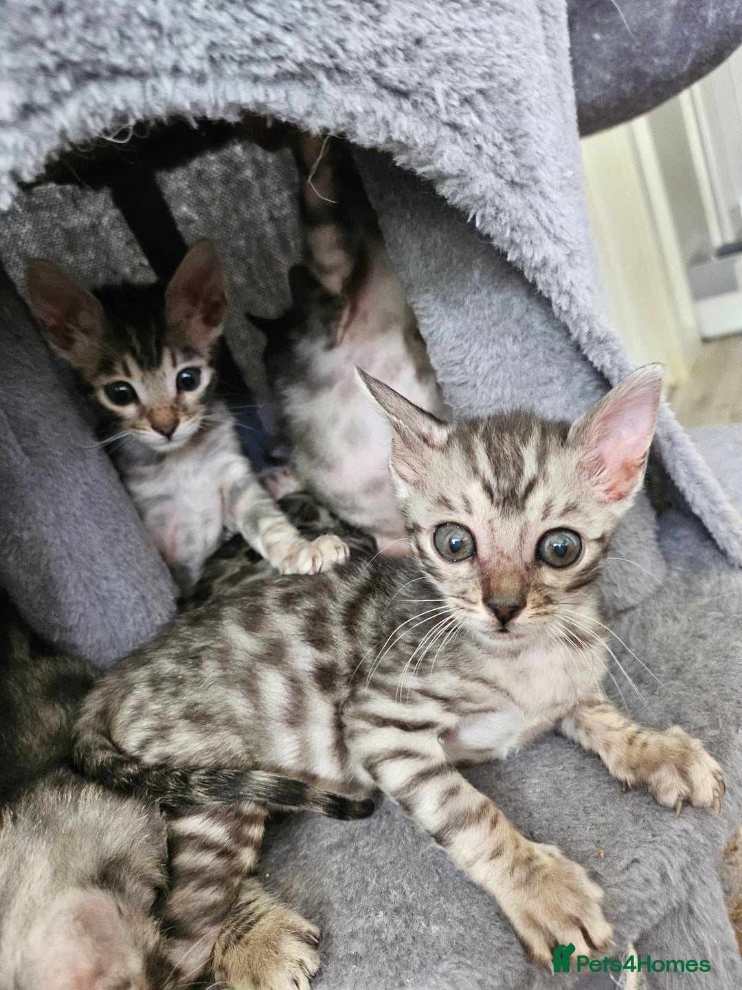 Bengal cats for sale: 2 stunning unique snow bengal kittens left  - Image 4