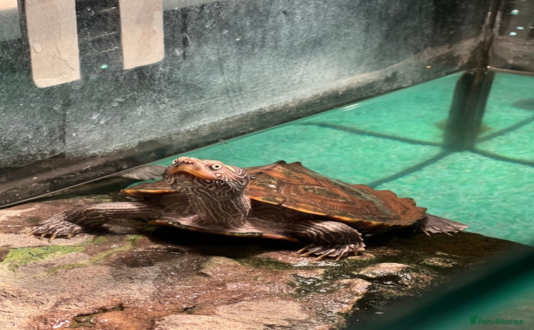 Turtle reptiles - Advert 2