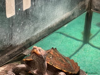 Turtle reptiles - Advert 12