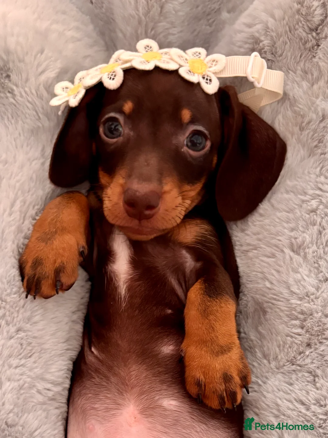 Miniature Dachshund dogs for sale: Chocolate and tan miniature dachshunds - Advert 2