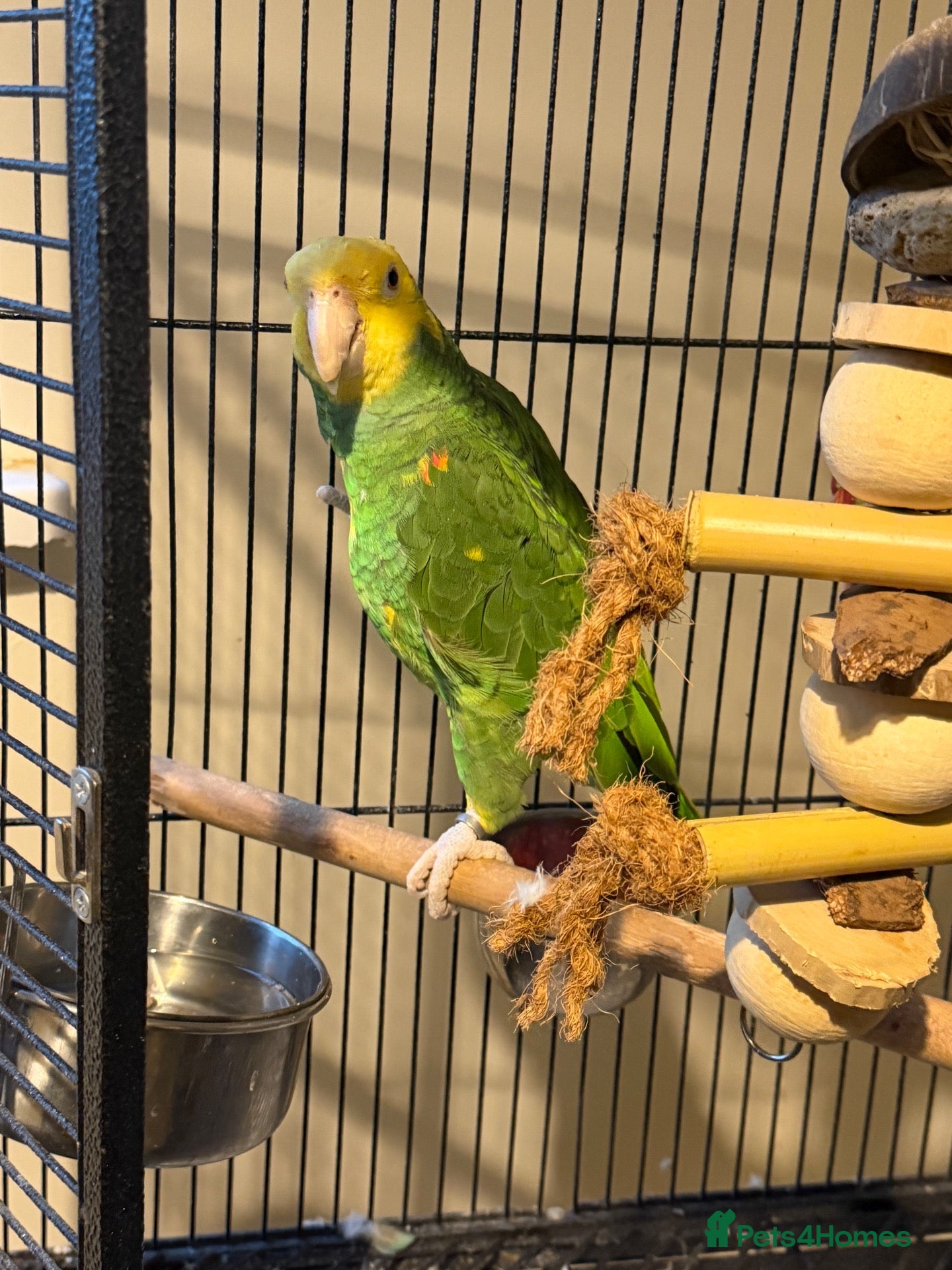 Parrots birds for sale: Beautiful Male Double Yellow-Headed Amazon  - Advert 5