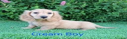 Miniature Dachshund dogs for sale: Long coat Miniature Dachshund Puppies  - Advert 12