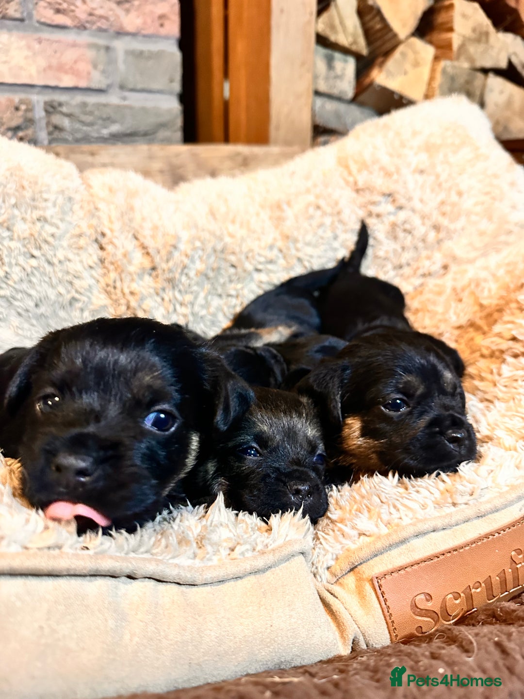 Border Terrier dogs for sale: KC Border Terrier Puppy’s  - Advert 3