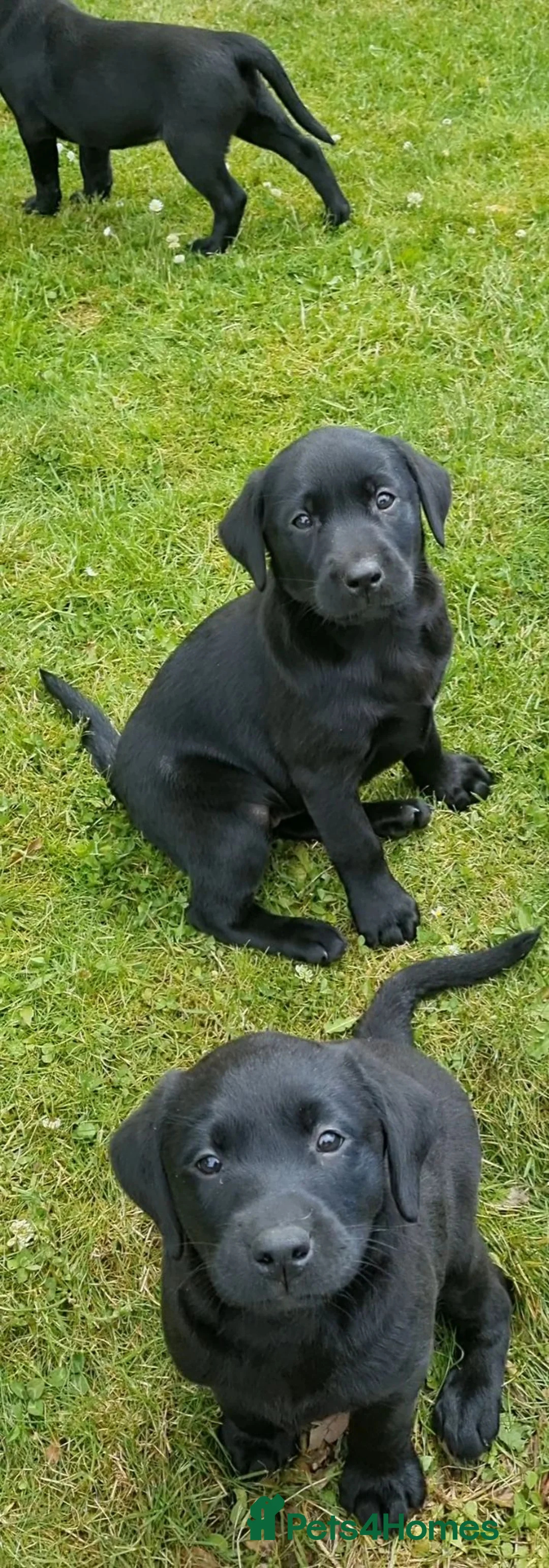 Labrador Retriever dogs for sale: Well bred KC registered lab pups - Advert 2