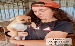 Mixed Breed dogs for adoption: Dallas, 6 months approx. Available for adoption. - Image 10
