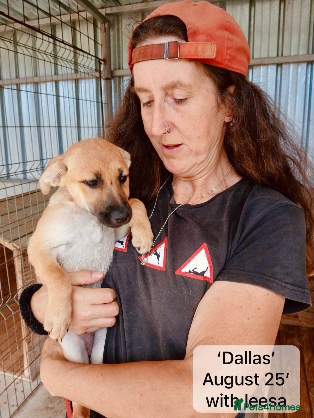 Mixed Breed dogs for adoption: Dallas, 6 months approx. Available for adoption. - Image 10