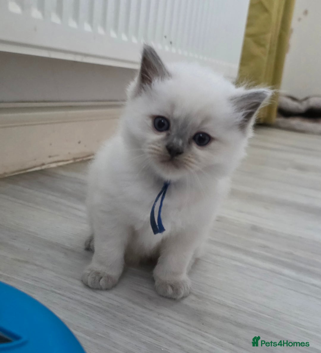 Ragdoll cats for sale: Blue mitted 🐾 Ragdoll kittens 😻 - Image 10