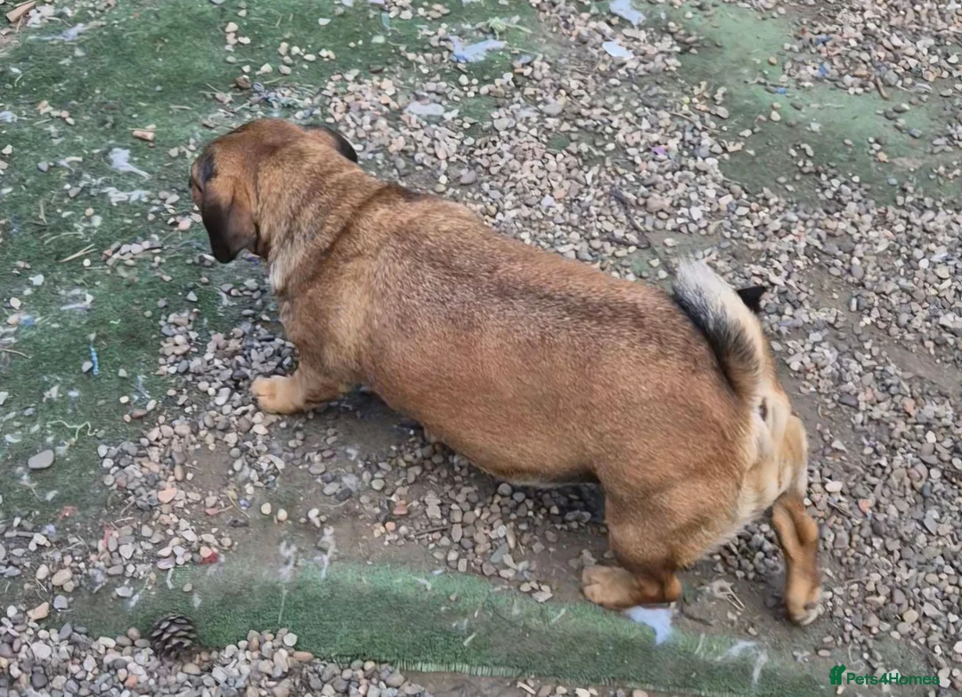 Mixed Breed dogs for sale: Minni  - Advert 5