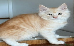 Maine Coon cats for sale: Ready now Maine Coon large Boys GCCF - Image 32