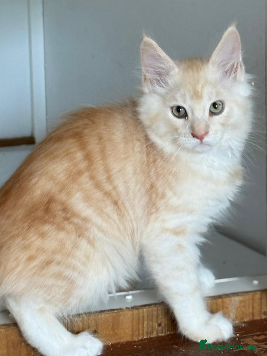 Maine Coon cats for sale: Ready now Maine Coon large Boys GCCF - Image 32