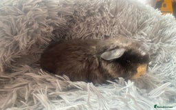 Guinea Pig rodents for sale: Guinea pigs  - Image 4