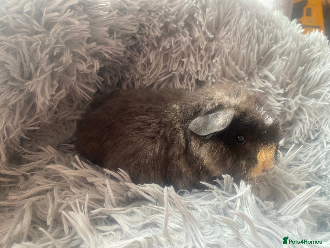 Guinea Pig rodents for sale: Guinea pigs  - Image 4