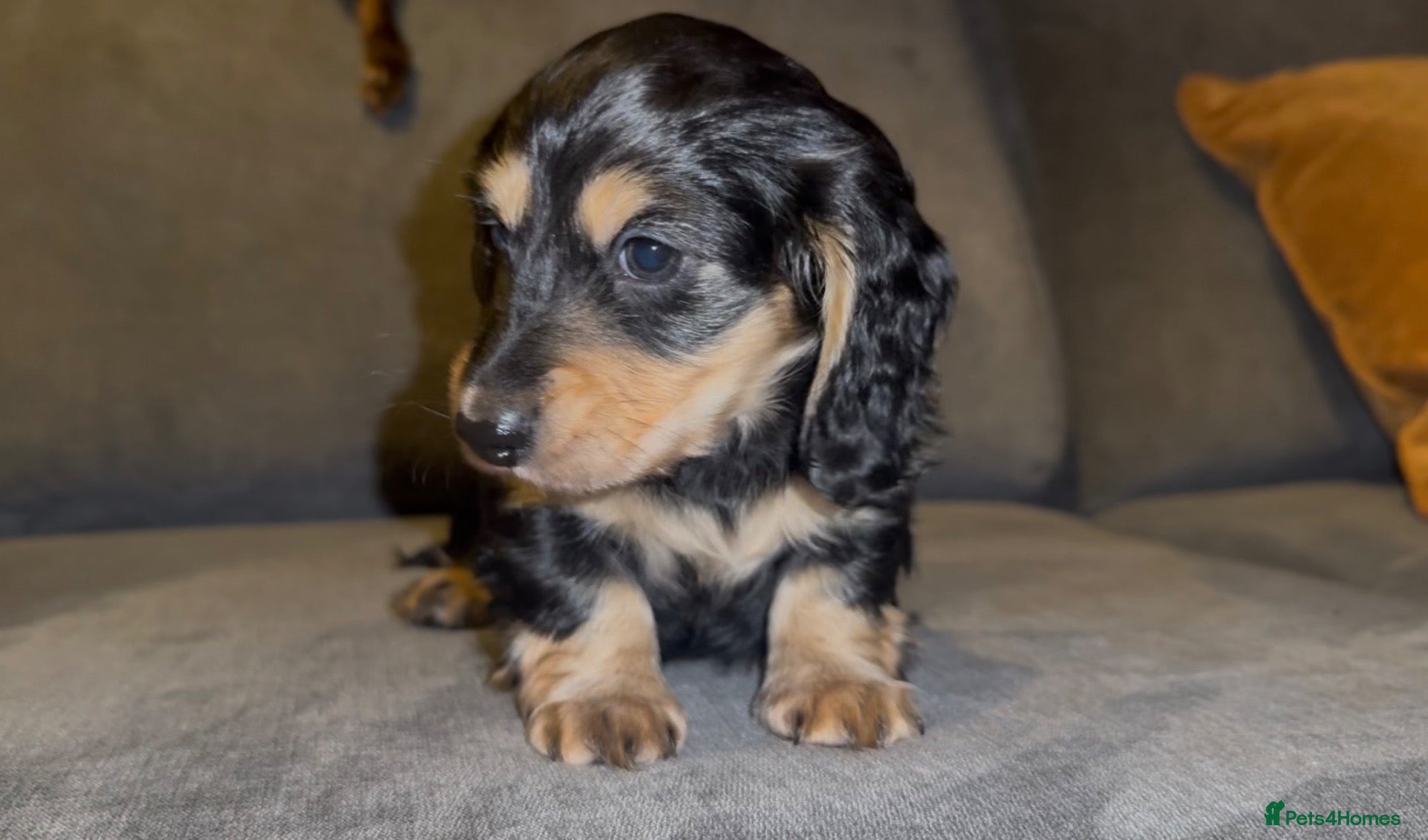 Miniature Dachshund dogs KC Reg PRA Clear Miniature Longhaired Dachshunds - Advert 19