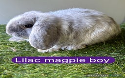 Mini Lop rabbits for sale: Beautiful, friendly mini lops  - Image 4