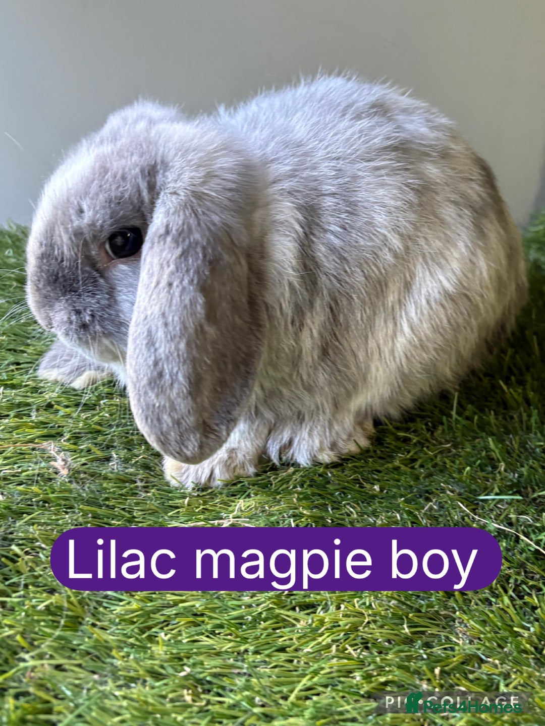 Mini Lop rabbits for sale: Beautiful, friendly mini lops  - Image 4