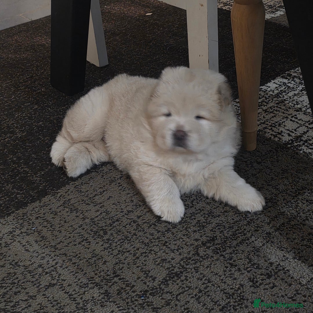 Chow Chow dogs for sale: 7 beautiful chow chow  - Advert 2