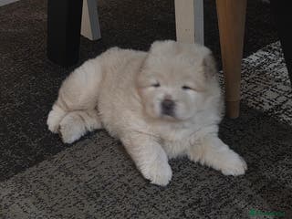 Chow Chow dogs 7 beautiful chow chow - Advert 8