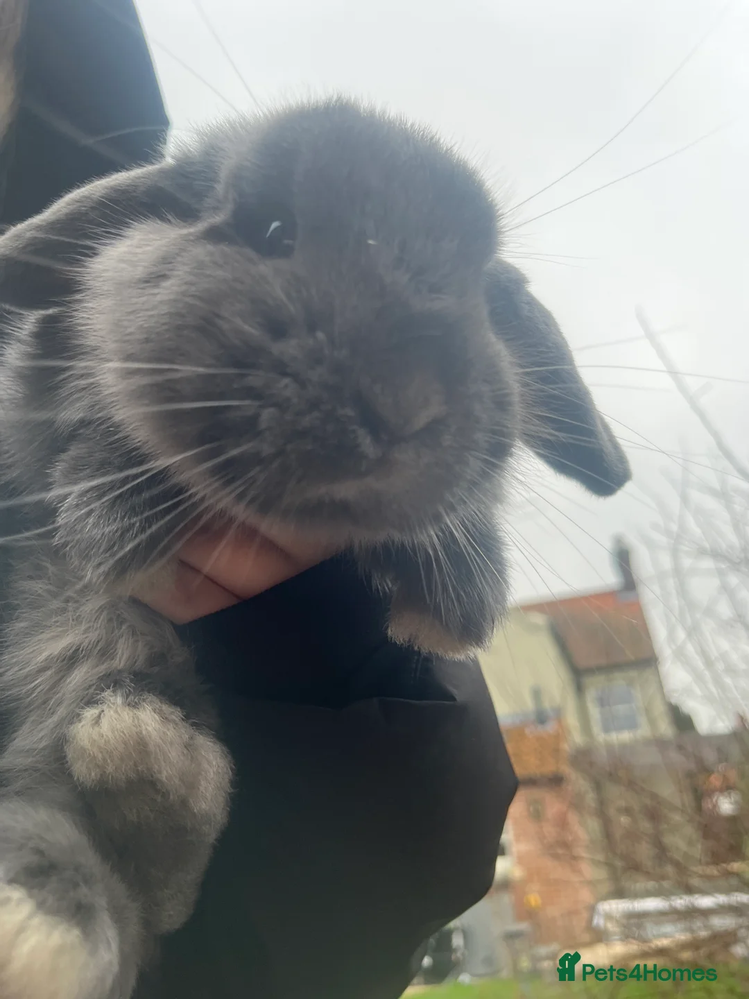 Mini Lop rabbits for sale: mini lop for sale  - Advert 2