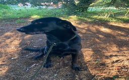 Mixed Breed dogs for sale: Stunning Work Labrador Mix  - Image 16