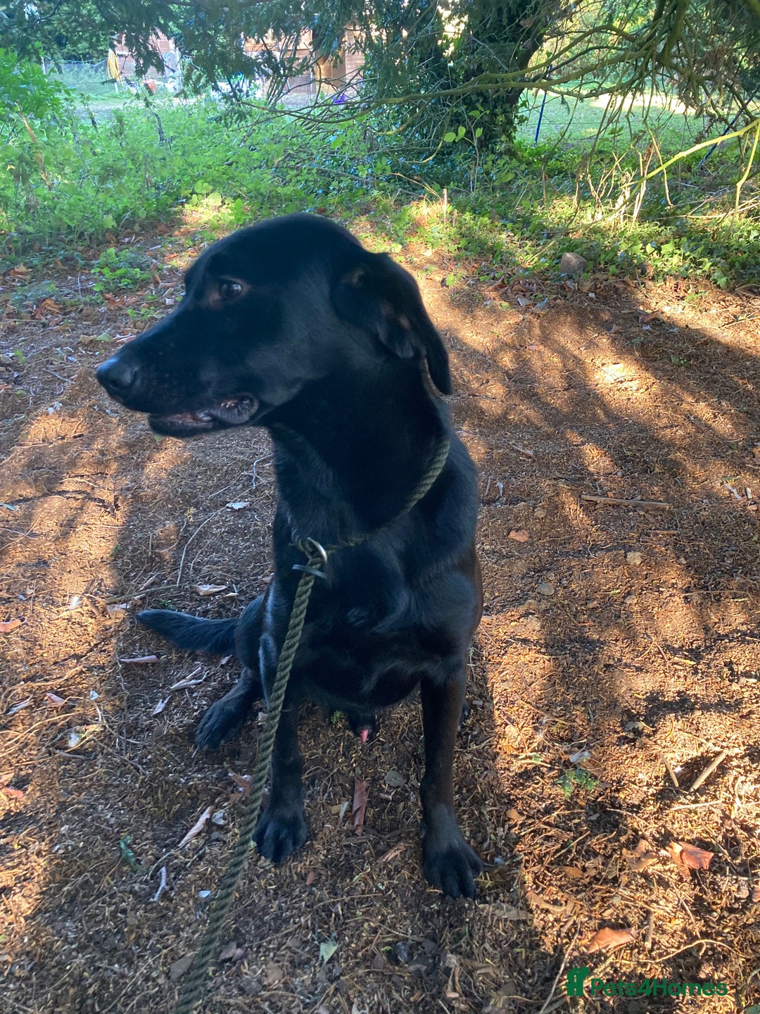 Mixed Breed dogs for sale: Stunning Work Labrador Mix  - Image 16
