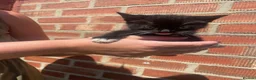 Mixed Breed cats for sale: 2 kittens left beautiful boy and girl  - Advert 9