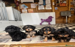 Mixed Breed dogs for sale: Daxiepoos (council licensed breeders) - Image 15