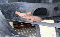 Sphynx cats for sale: LAST 2 tortie elf girls left  - Image 9