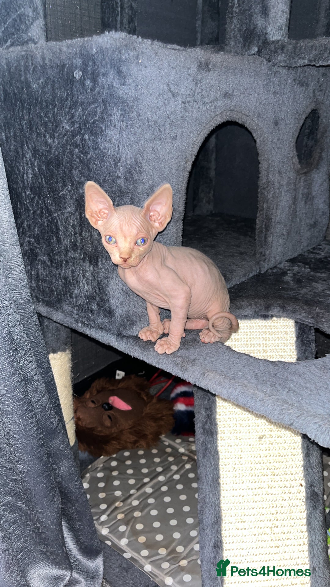 Sphynx cats for sale: LAST 2 tortie elf girls left  - Image 9