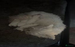 West Highland Terrier dogs for sale: Quality pedigree West Highland White Terriers  - Image 3