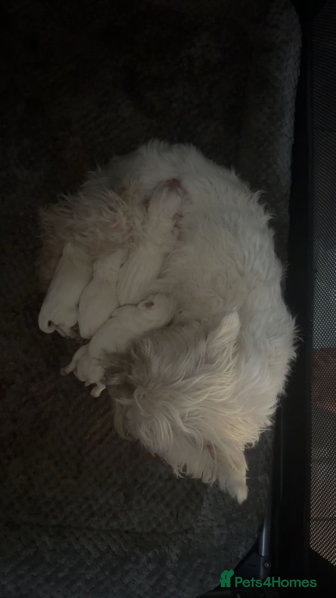 West Highland Terrier dogs for sale: Quality pedigree West Highland White Terriers  - Image 3