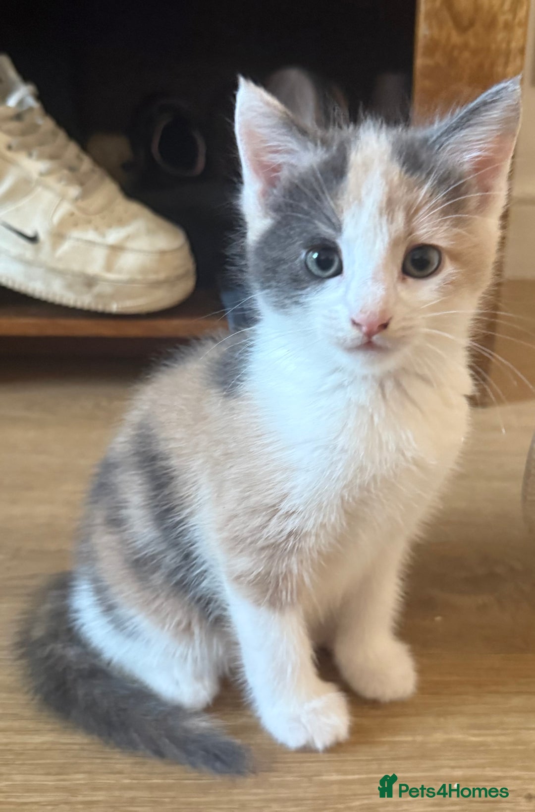 Domestic Shorthair cats for sale: 2 female kittens left for sale  in Bristol - Image 2