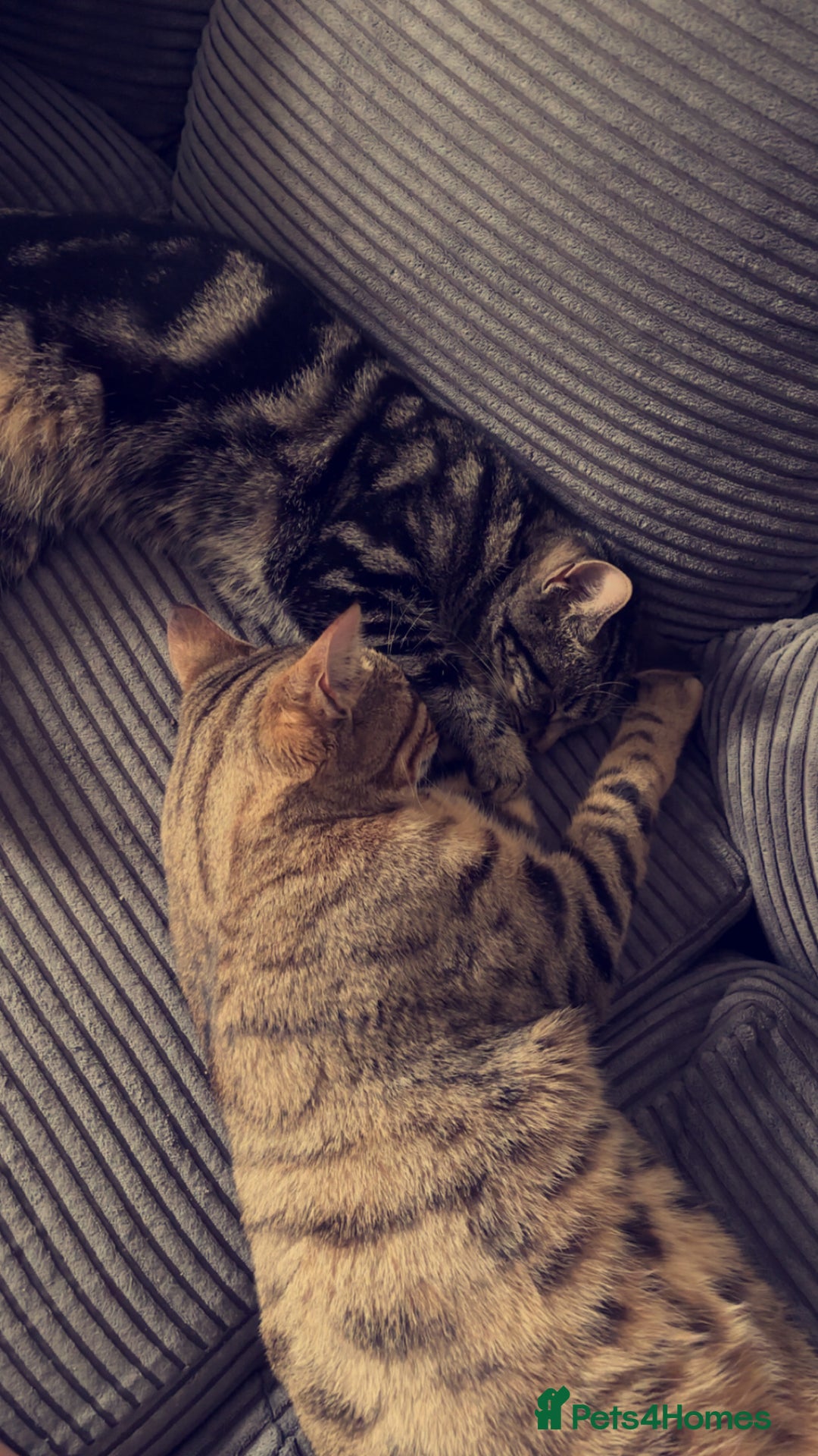 Bengal cats for sale: Milo & Luna 🩵🩷 - Advert 2