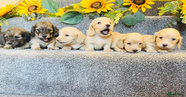 Miniature Dachshund dogs - Advert 2
