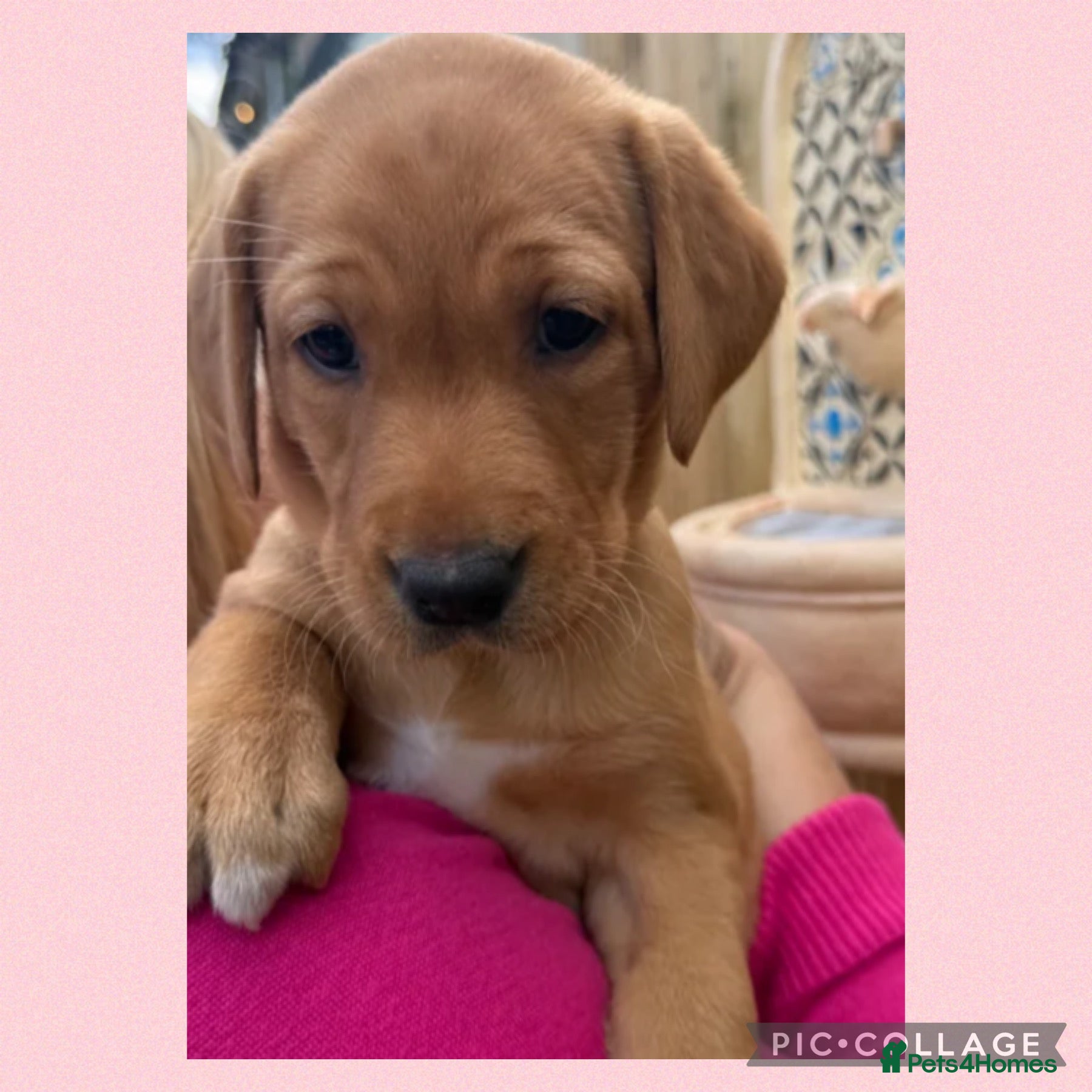 Labrador Retriever dogs Stunning Labrador Retriever Puppies  - Advert 2