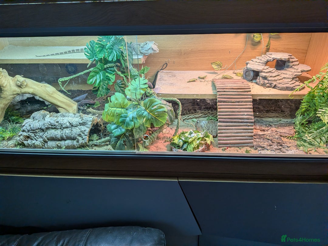 Bearded Dragon reptiles for sale: Bearded Dragon For Sale - Advert 3