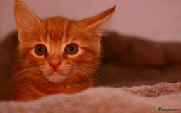 European cats for sale: Kittens  - Image 1
