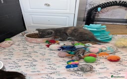 Mixed Breed cats for sale: Siamese/ragdoll/Scottish fold  - Image 26