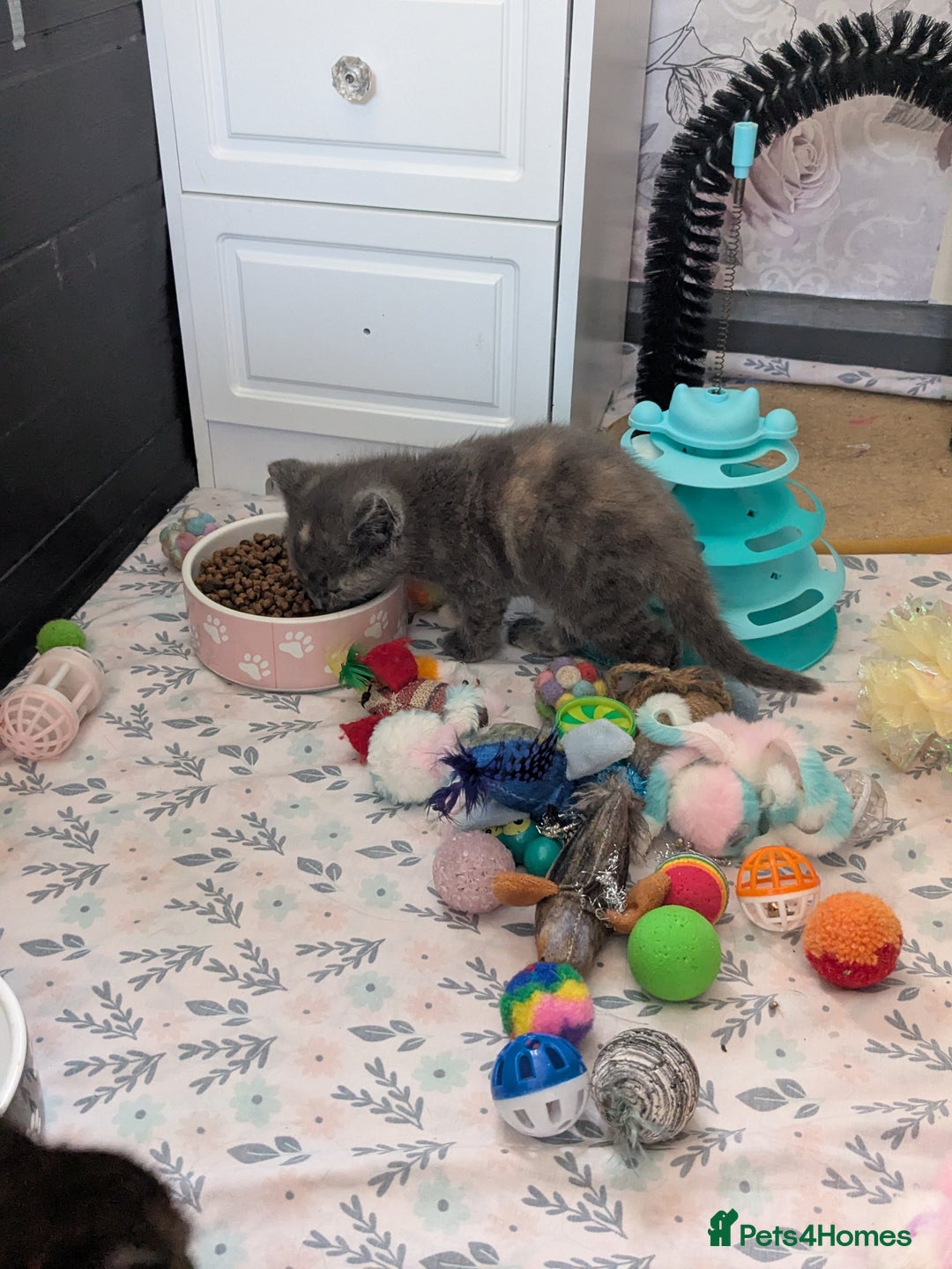 Mixed Breed cats for sale: Siamese/ragdoll/Scottish fold  - Image 26