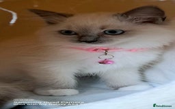 Ragdoll cats for sale: GCCF REG 6 fluffy kittens - Image 16